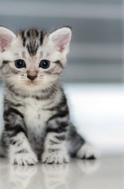 Kitteh